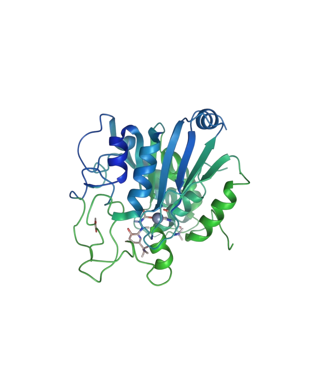 Monoclonal antibody & Insulin production